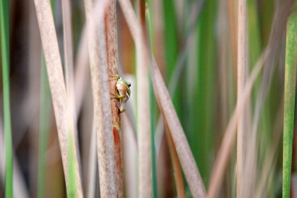 A tree frog perches in the reeds that border the primary coal ash basin of D-Area. Even though the marsh looks normal it is full of coal ash and acts as a population sink for local amphibians, attracting them from nearby wetlands and rendering them reproductively handicapped. © Blue Legacy/Lauren McLaughlin